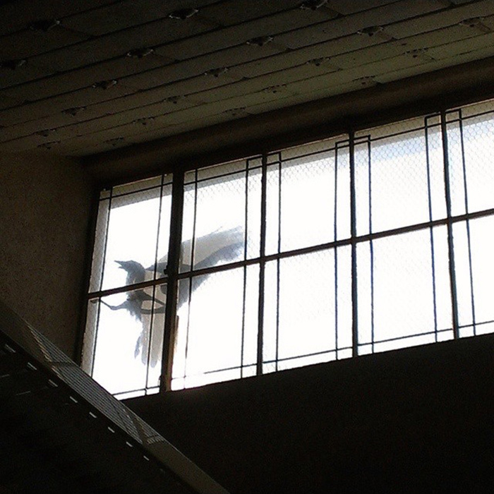 A bird that appears to fit Sir Nevermore’s description flails its wings against a Library window in 2015. Photo by Melissa Lo. 