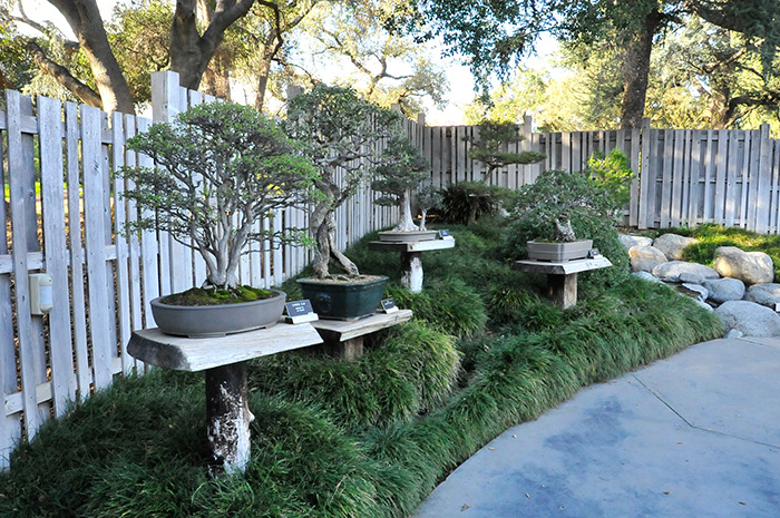 Two recent gifts, a Chinese elm (left) and a coast live oak (right, foreground), are exquisite specimens representing the highest ideals in bonsai artistry. They’ll be on view this weekend in the Frances N. Brody Botanical Center for the Bonsai-a-Thon event, and then will move back to the Zillgitt Bonsai Court of the Japanese Garden. Photo by Andrew Mitchell.