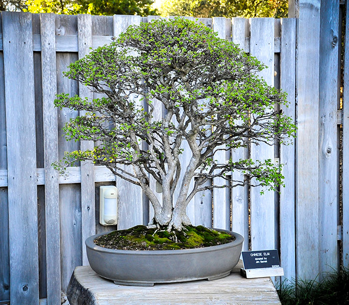 Jim Barrett started this unique Chinese elm bonsai in 1960. At the end of a long day potting seedlings, he put a last bunch of seven specimens together in a single training pot. Photo by Andrew Mitchell.