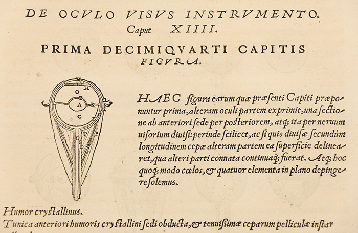 Vesalius’s first cross-sectional image of the eye, from Andreas Vesalius, De humani corporis fabrica (On the Fabric of the Human Body), 1543. The Huntington Library, Art Collections, and Botanical Gardens. Photo by Kate Lain.