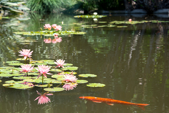 Koi swimming in one of the large Lily Ponds