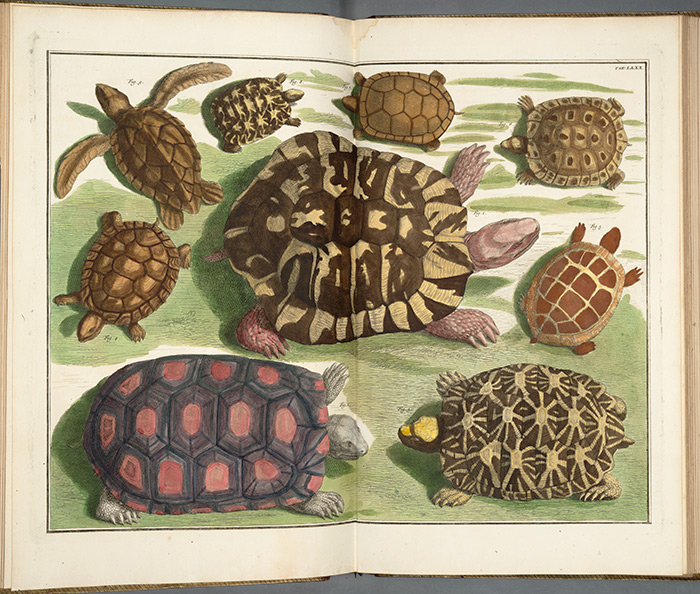 Large and small turtles from America, Ceylon, and Amboina in Albertus Seba's Locupletissimi rerum naturalium thesauri accurata descriptio (Accurate description of the wealthiest treasure of natural things), Amsterdam, 1734–65, plate 80, etching with watercolor. The Huntington Library, Art Collections, and Botanical Gardens.
