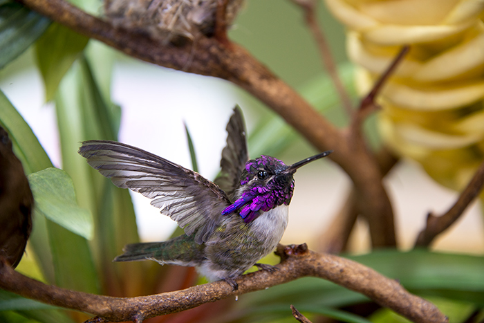An adult male Costa’s hummingbird (Calypte costae) shows off its distinctive purple cap and throat. Photo by Kate Lain.