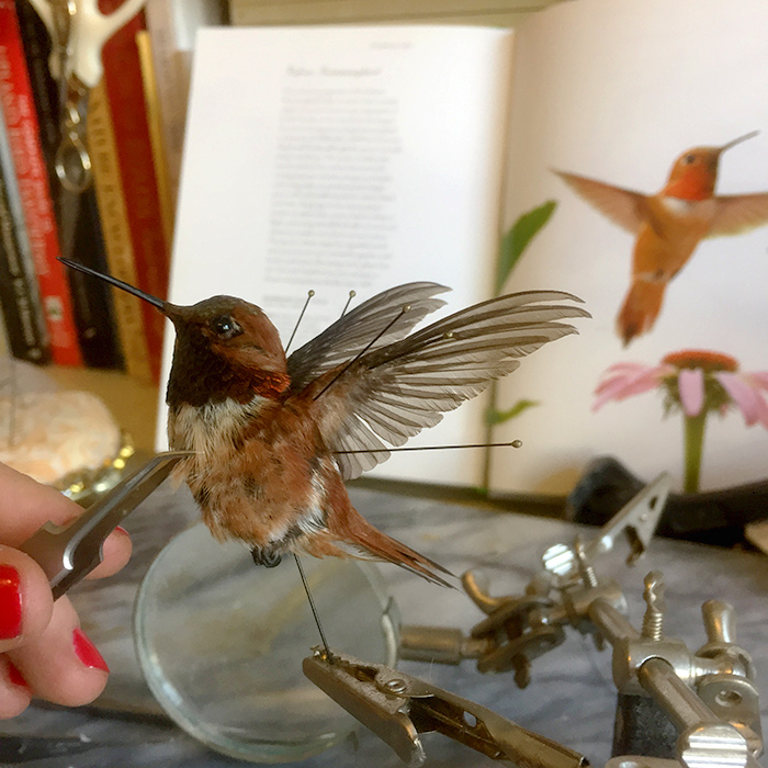 Using clamps and other tools, Markham positions an adult male rufous hummingbird (Selasphorus rufus) to show the bird in flight. The specimen was donated by the Museum of Southwestern Biology at the University of New Mexico. Photo by Allis Markham.