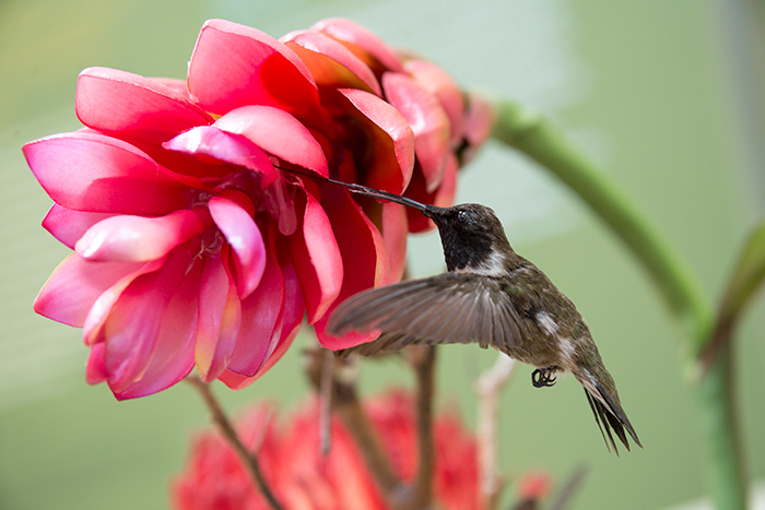 Black-chinned hummingbirds (Archilochus alexandri), like this adult male, feed on nectar using a long extendable tongue. Photo by Kate Lain.