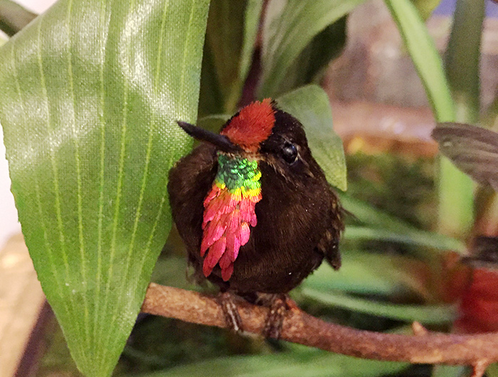 The iridescence of hummingbird feathers comes from microscopic structures that reflect light. The colors on the throat of this rainbow-bearded thornbill (Chalcostigma herrani) are as stunning today as they were when the specimen was collected in Ecuador in 1892. Photo by Allis Markham.