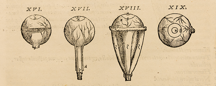 Detail from Andreas Vesalius’s idealized depiction of the shapes and sizes of the parts of the eye