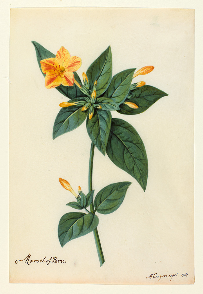 Matilda Conyers (British, 1698–1793), Marvel of Peru, 1767, watercolor and gouache on vellum. The Huntington Library, Art Collections, and Botanical Gardens.