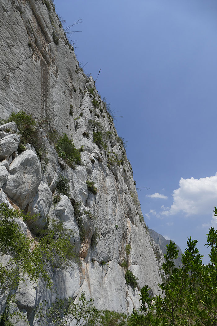 The cliffside habitat of Mammillaria plumosa in Huasteca Canyon. Photo by John Trager.