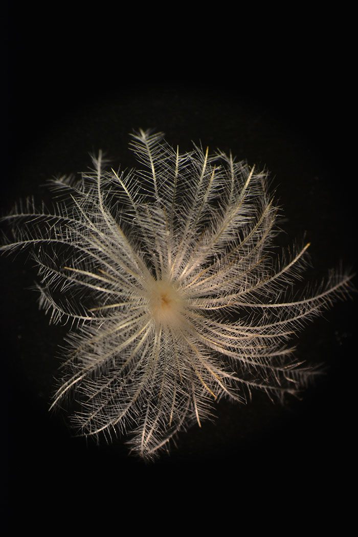 A magnified spine cluster showing the feather-like nature of the spines. Photo by Raquel Folgado.