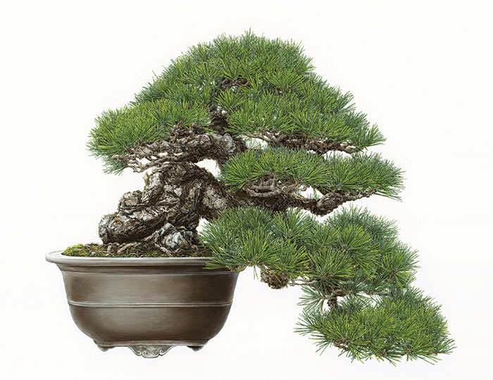 Asuka Hishiki, Black Pine Half-Cascade-Style Bonsai (2015-2017), Pinus nigra, Omiya Bonsai Art Museum, Saitama, Japan. Oil on paper, 28 ¼ x 36 ½ inches. © Asuka Hishiki. Courtesy of the American Society of Botanical Artists and the New York Botanical Garden.