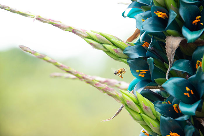 Puya alpestris. Photo by Deborah Miller.