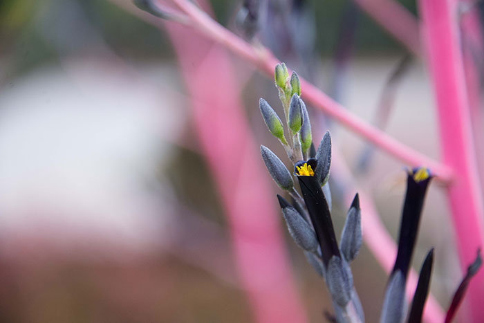 Puya coerulea var. violacea. Photo by Deborah Miller.