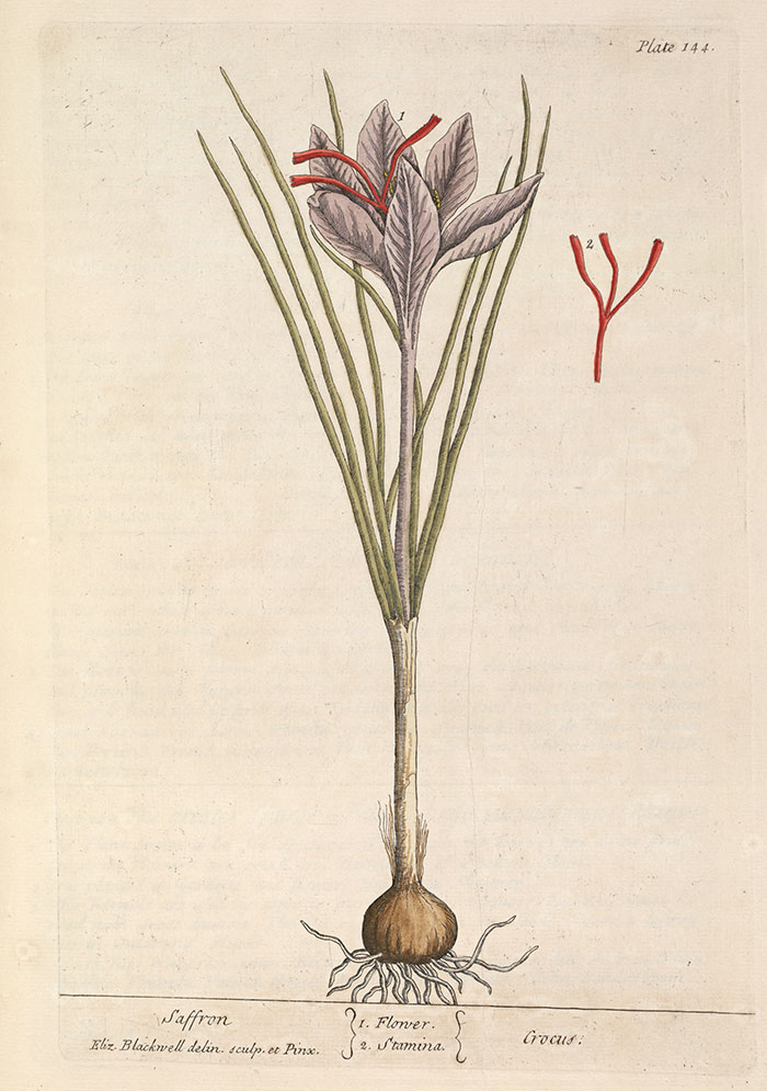 An illustration of saffron from A curious herbal, containing five hundred cuts, of the most useful plants . . . (Volume 1, plate 144), 1739, by Elizabeth Blackwell (active 1737). The Huntington Library, Art Collections, and Botanical Gardens.