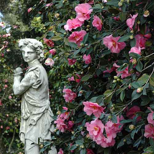 camellia garden