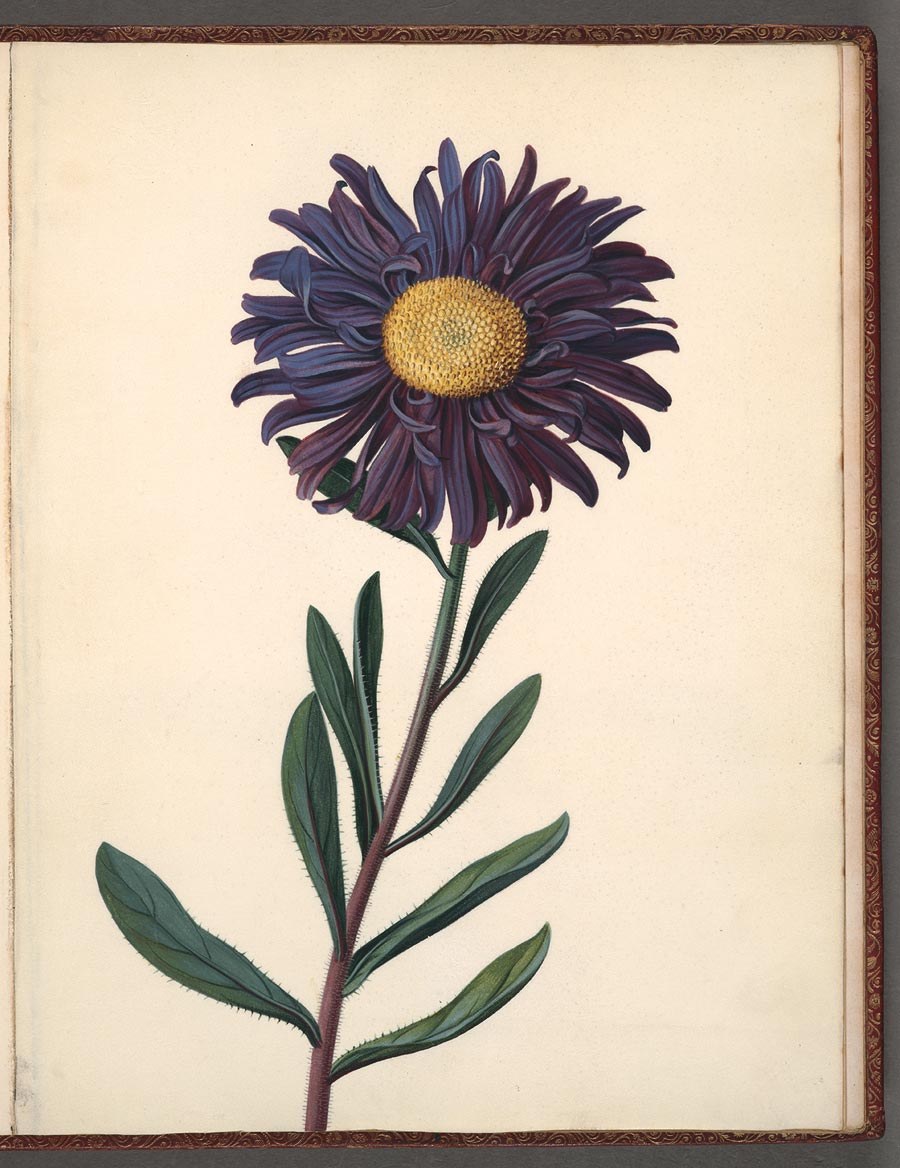 Mcclesfield_Botanical_Album_1_plate_43