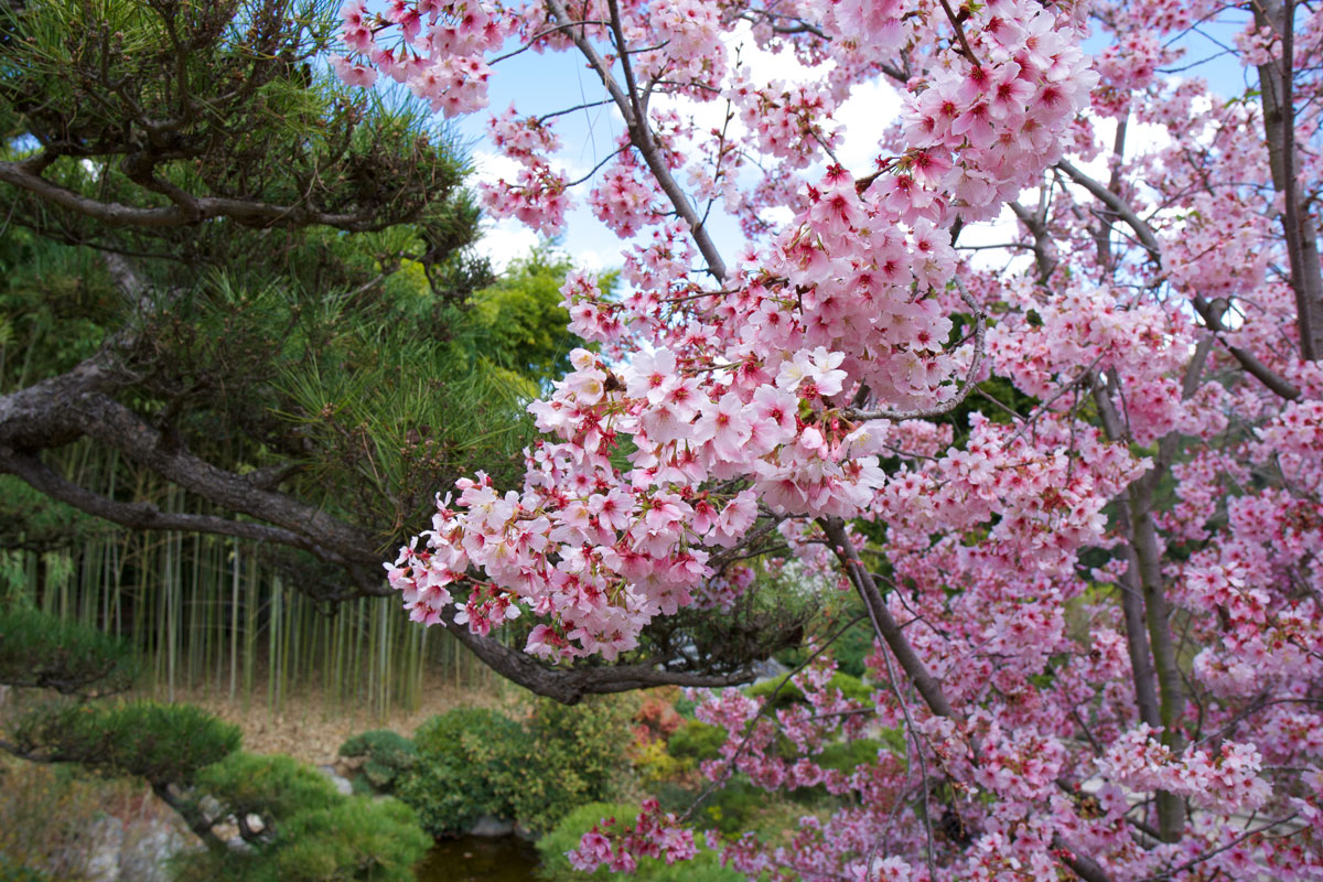 Pink cloud ornamental cherry blossoms Pink cloud ornamental cherry blossoms