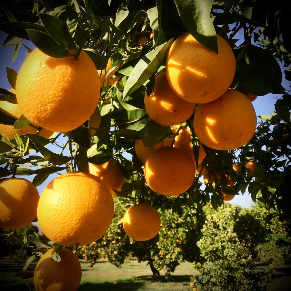 Valencia Oranges