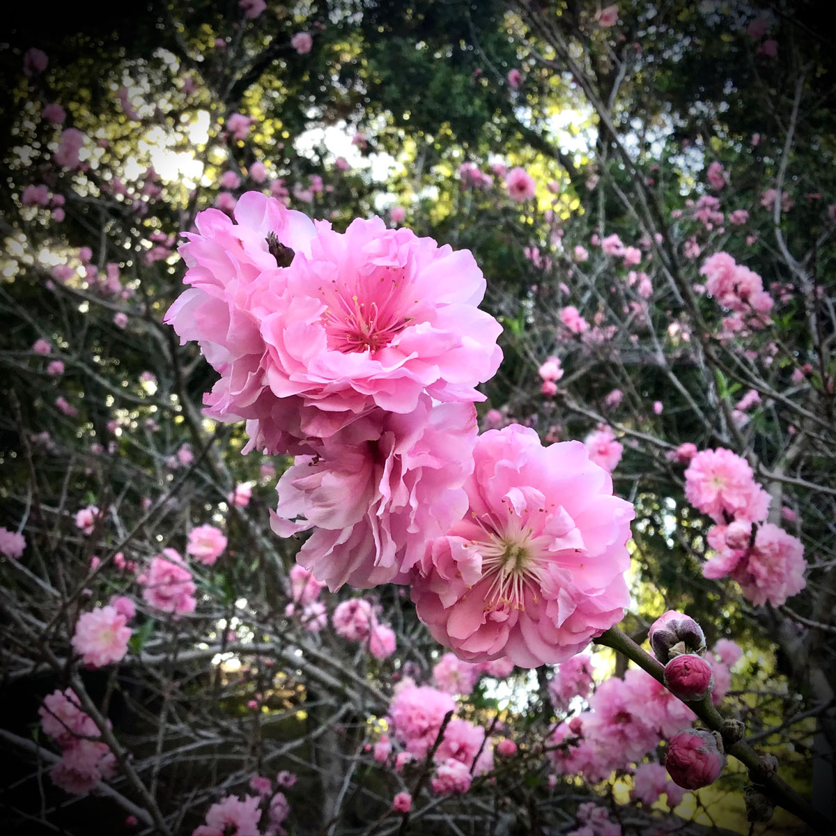 Prunus persica helen borchers ornamental peach