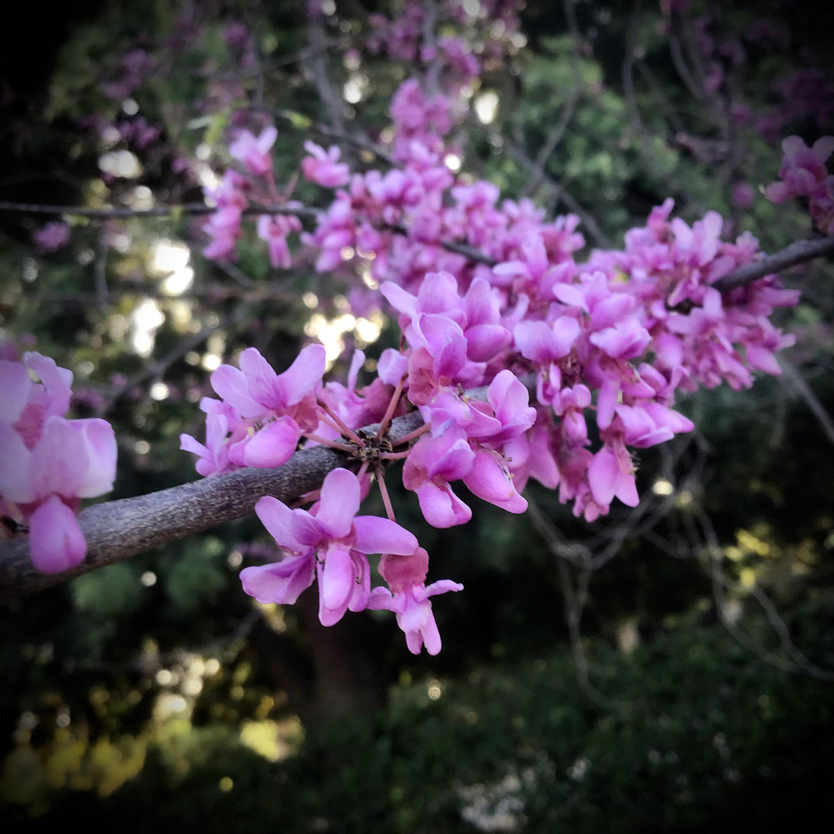 Cercis canadensis eastern redbud Cercis canadensis eastern redbud