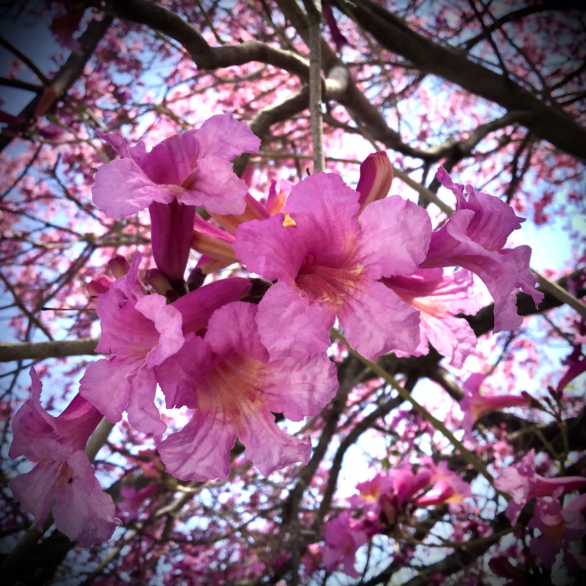 Tabebuia heptphylla pink trumpet tree Tabebuia heptphylla pink trumpet tree