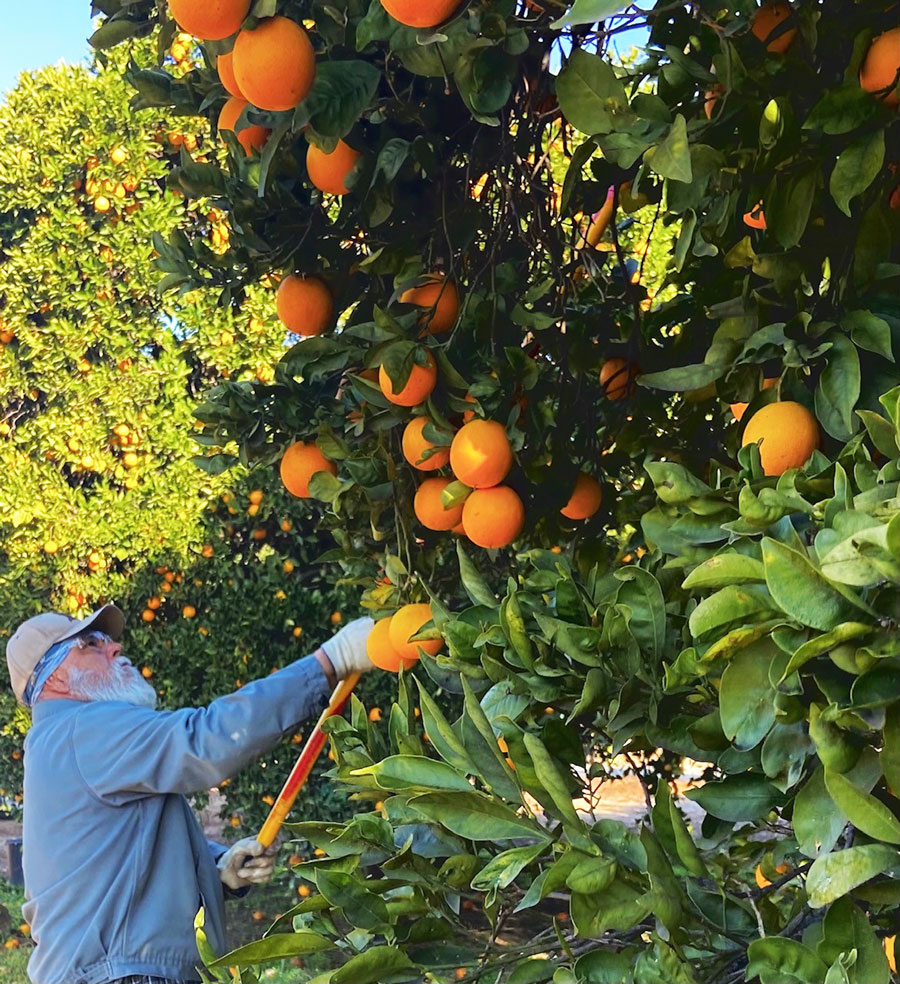 Jose Antonio Lopez picking oranges
