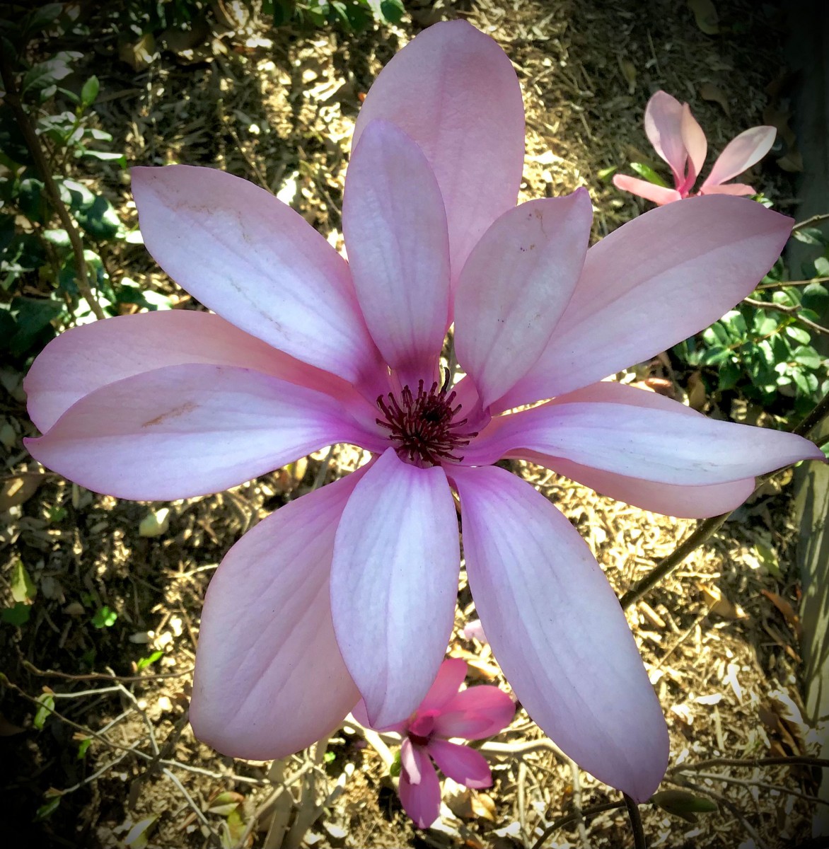 Magnolia stellata star magnolia