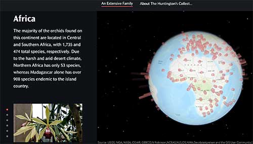 Interactive globe showing orchid species in Africa