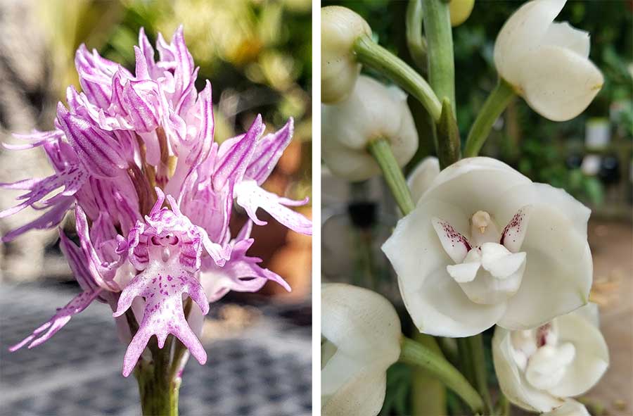 Left: Orchis italica is found in coastal areas of the Mediterranean from Israel to Spain. The anthropomorphic shape of the lower lip of its flowers inspires the common name, naked man orchid. Right: The blooms of Peristeria elata do indeed resemble the birds that inspire the species common name, dove orchid. It is found in shaded grassland edges and stone outcrops in the tropical forests of Central and South America. Photos by Brandon Tam.