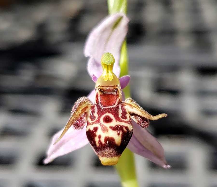 The woodcock bee orchid (Ophrys scolopax-oestrifera) is pollinated by long-horned bees in the genus Eucera. Photo by Brandon Tam.