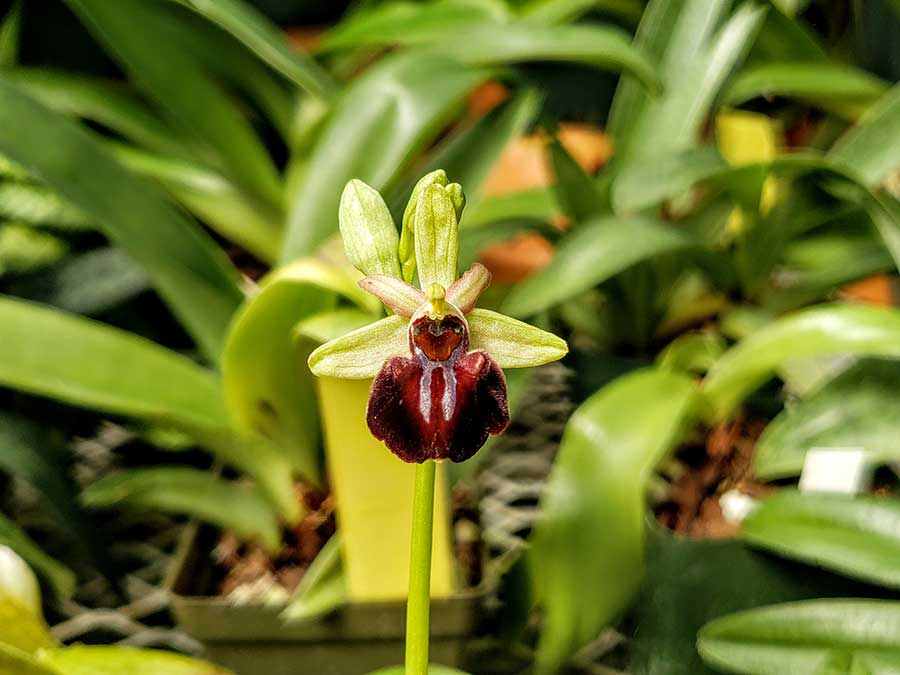 The horseshoe bee orchid (Ophrys ferrum-equinum) is native to Albania, Turkey, and Greece. It owes its name to the characteristic silver U-shape on the lower lip of its blooms. Photo by Brandon Tam.