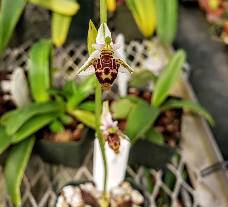 Ophrys mammosa is pollinated by bees in the genus Adrena—miner bees. Its scientific species name translates as “full-breasted” and refers to the swellings on either side of the lip. Photo by Brandon Tam.