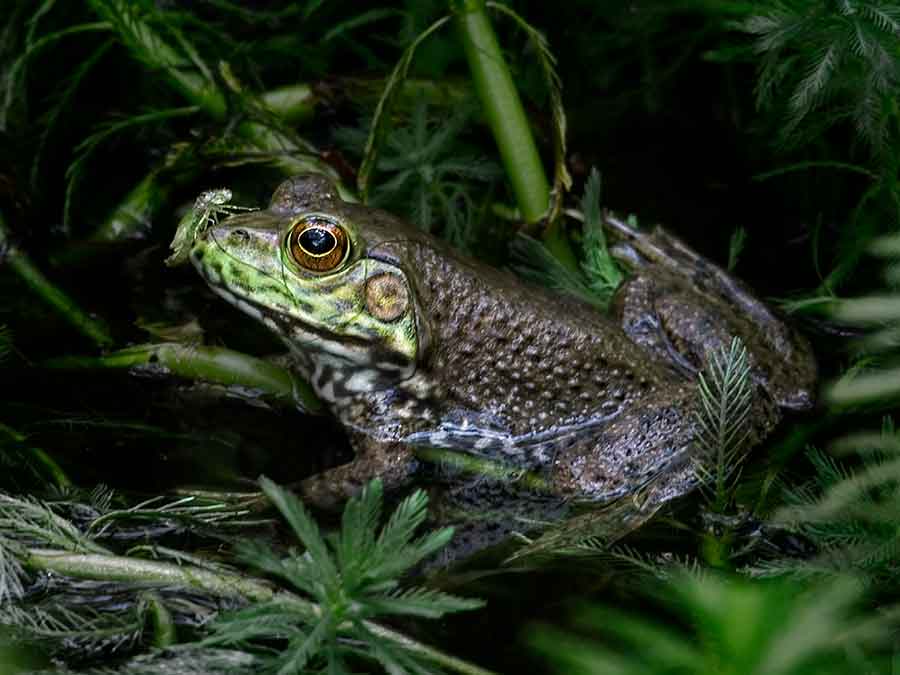 A bullfrog contemplates a potential snack perched upon its nose in an image filled with whimsy—and suspense! Photo by Andy Sae.