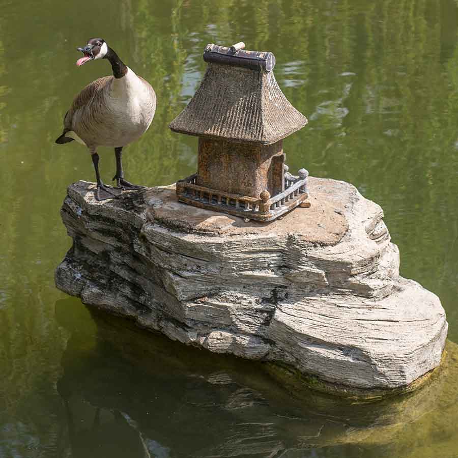 Not suitable for close-ups: geese, which can be very aggressive. “Social distancing” (and a long zoom lens) are highly recommended. Photo by Martha Benedict.