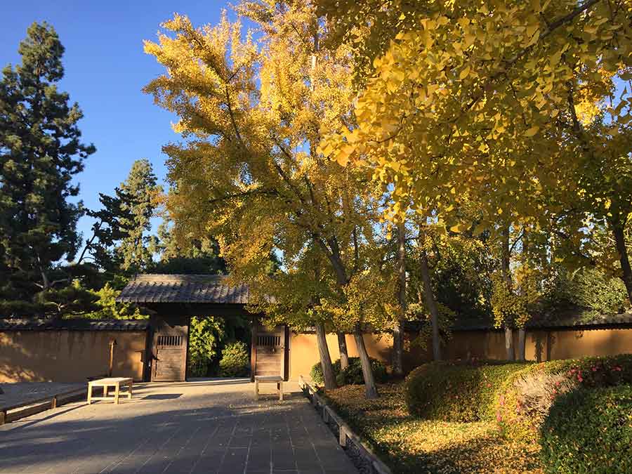 The golden leaves of Ginkgo biloba trees, seen here in the Japanese Garden’s Zen Court, provide a spectacular display of fall color and are a perennial favorite with visitors. Photo by Christine Quach.