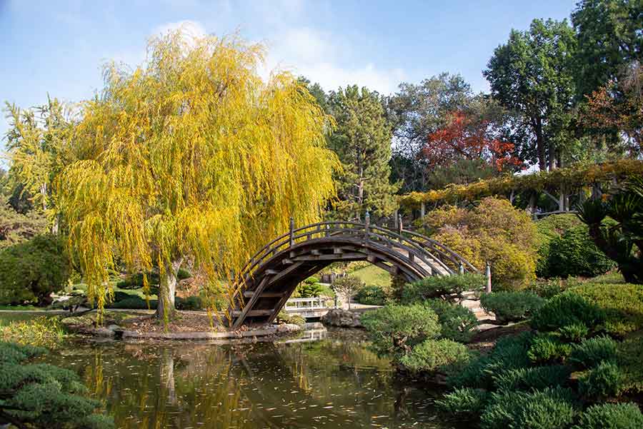 A weeping golden willow tree (Salix x sepulcralis nothovar. chrysocoma) by the moon bridge in the Japanese Garden offers an irresistible Instagram view. Photo by Deborah Miller.