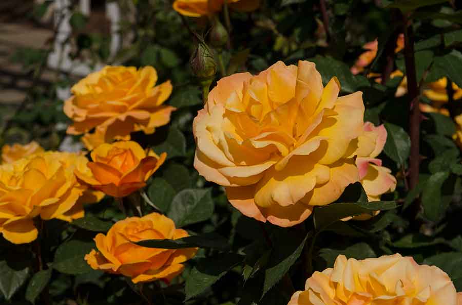 The mellow hues of roses like ‘Good as Gold’ lend touches of fall color to the Rose Garden. Photo by Lisa Blackburn.