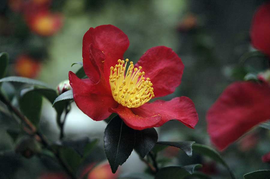 The festive red blooms of Camellia x vernalis ‘Yuletide’ add holiday color and cheer to the gardens. Photo by Lisa Blackburn.