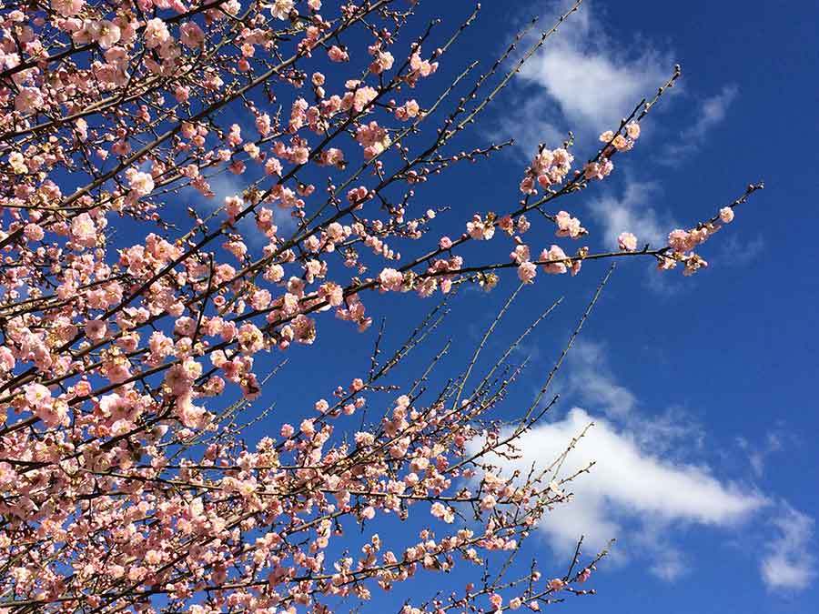 Flowering plum and Japanese apricot trees (Prunus mume) will begin to blossom in January, an early sign that spring is on its way. Photo by Lisa Blackburn.