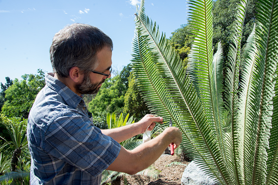 Man inspecting a cycad