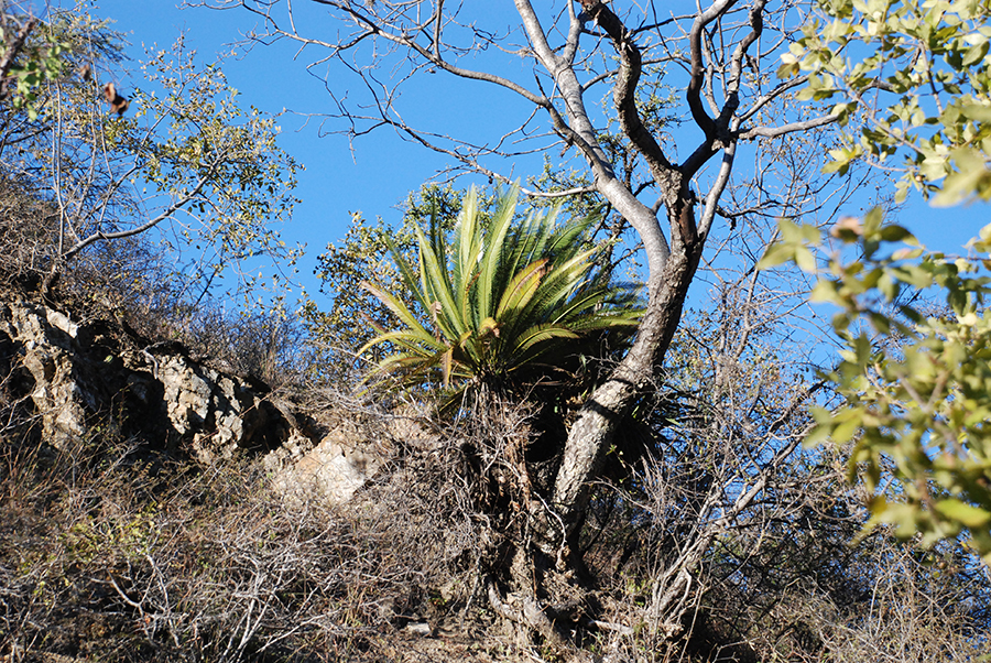 Photograph of cycad Dioon