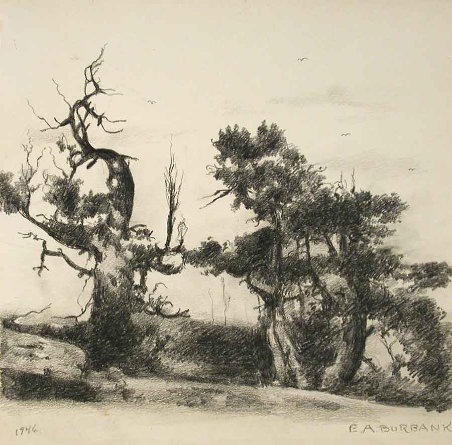 E. A. Burbank, Group of Trees, graphite on paper, 1946, 10 1/16 x 10 1/8 in. (25.6 x 25.7 cm.), Gift of Mrs. Adelaide Bray. The Huntington Library, Art Museum, and Botanical Gardens.