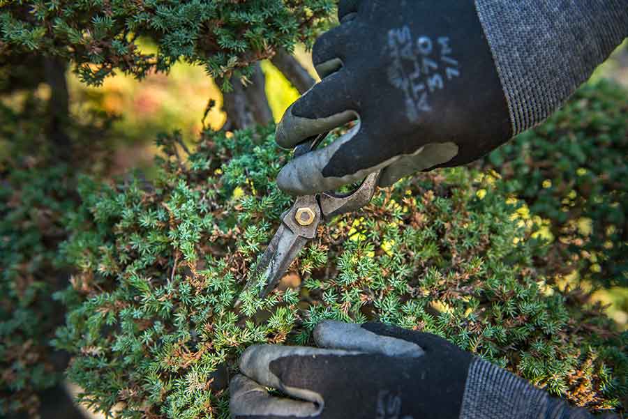 To maintain the manicured look of the Japanese garden, many plants require Pinedo’s exacting touch. Photo by Jamie Pham.