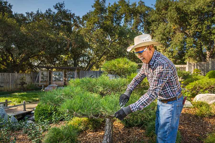 Pinedo learned pruning techniques from late bonsai master Ben Oki. Photo by Jamie Pham.