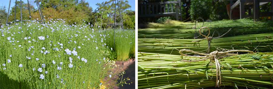 Left: Flax in bloom earlier this year in The Huntington’s Herb Garden. Right: Flax bundles harvested and tied for drying. Photos by Kelly Fernandez.