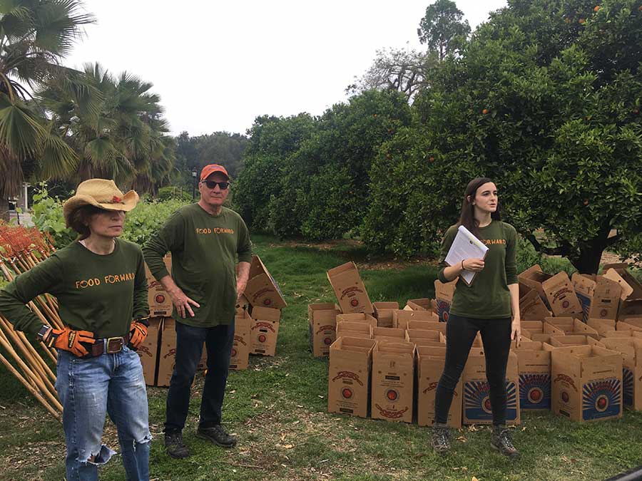 Dory Bennett, Food Forward’s San Gabriel Valley backyard harvest coordinator, prepares a group of volunteers for a harvest in The Huntington’s orange orchard. Photo by Usha Lee McFarling.