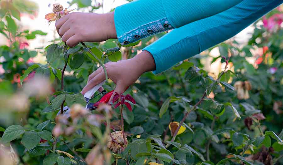 Sanchez says she has learned from technical gardener John Villarreal that by pruning, she stimulates new growth, keeps the rose bushes neat, and emphasizes the beauty of newly bloomed rose heads. Photo by Aric Allen.