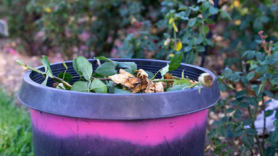 Pruned rose stems and leaves fill a container in the Rose Garden. Photo by Aric Allen.