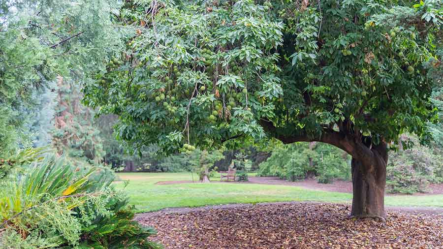 A white sapote tree, Casimiroa edulis, acquired by The Huntington in 1962. Photo by Aric Allen. The Huntington Library, Art Museum, and Botanical Gardens.