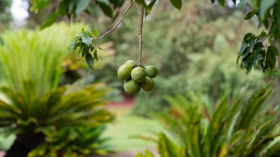 The fruit of a white sapote tree, Casimiroa edulis, acquired by The Huntington in 1962. Photo by Aric Allen. The Huntington Library, Art Museum, and Botanical Gardens.